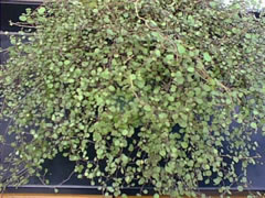 Muehlenbeckia Wire Vine